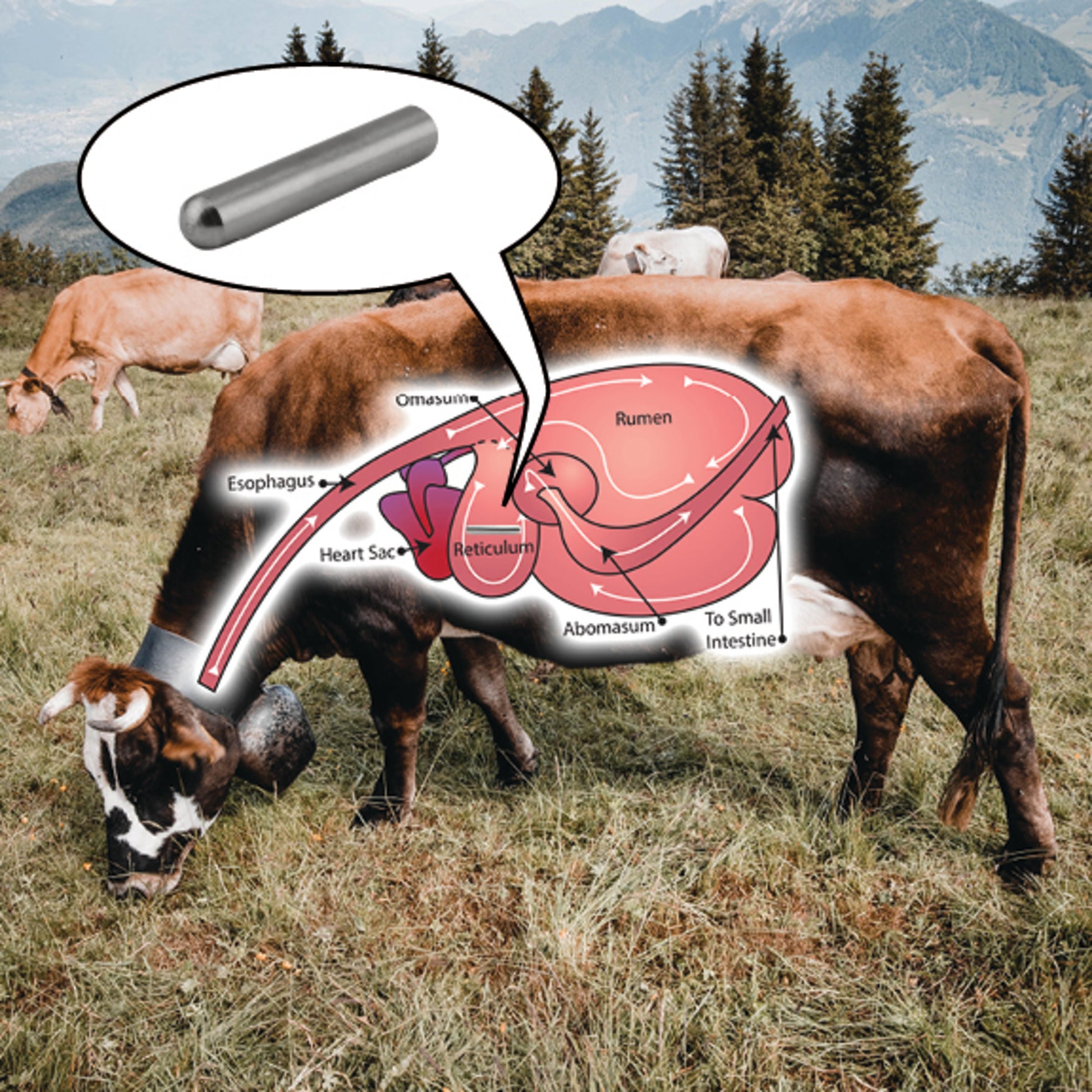 Load image into Gallery viewer, COW-CP5MAG Alnico Cow Magnet - In Use